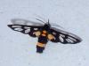 Amata sperbius